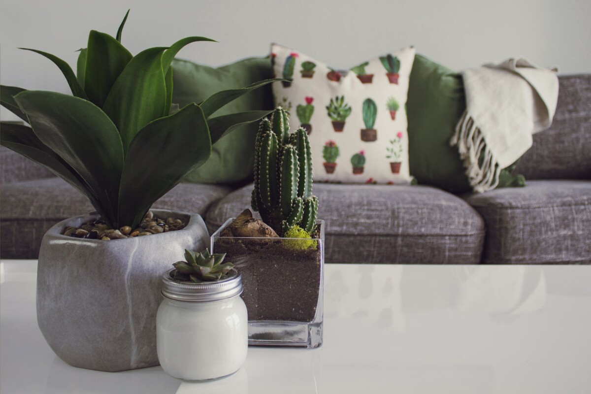 Woontrends: photo of plants on the table