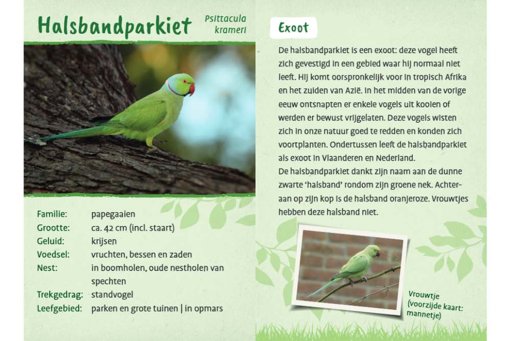 Vogels ontdekken en herkennen | de halsbandparkiet