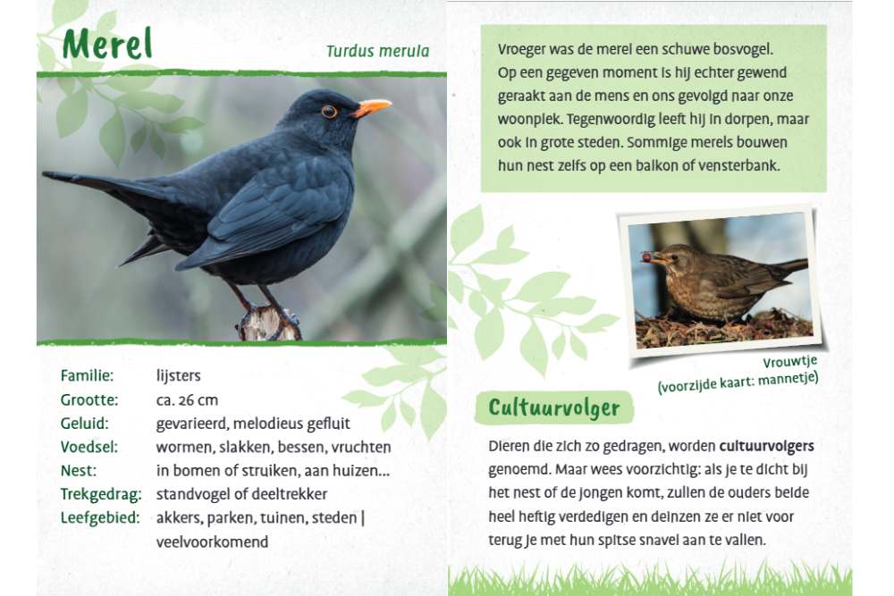 Vogels ontdekken en herkennen | Merel